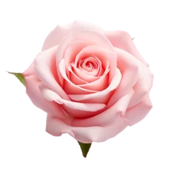 Abwaschbare Fototapete Rose flower isolated on transparent background © Tohamina