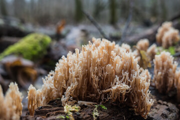 fresh coral mushroom on the bark from a tree