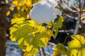 glowing yellow leaves with snow in the winter
