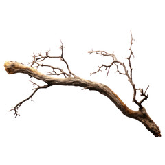 Dead branch on a transparent background isolated