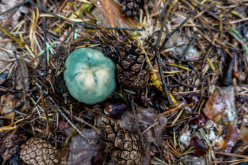 green blue small tasty mushroom in the forest floor with needles