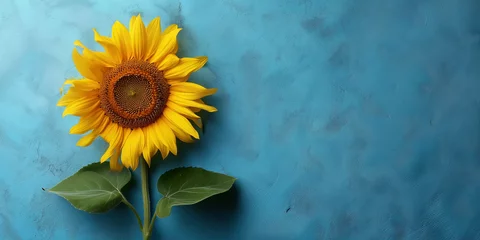 Gardinen bright sunflower with green leaves on a blue background © Qrisio