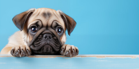 A pug dog filled with sadness isolated pastel background Copy space