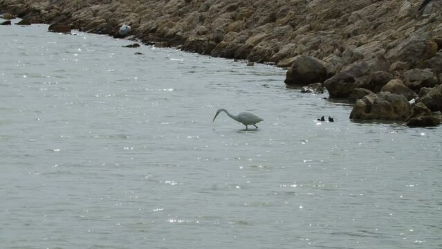 Shore bird in Sitra beach park