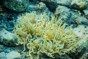 Naklejka na ściany i meble little dear baby red sea anemonefish in their anemone at the sea bed