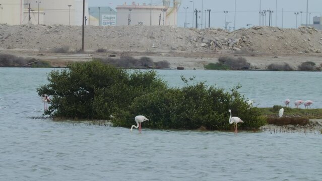 Flamingos wading in Sitra beach park
