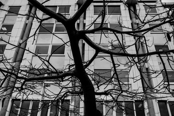 Fototapeta premium árbol ciudad