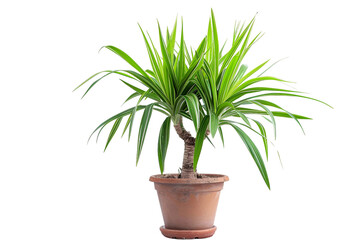 Dracaena Marginata Plant in a Pot on Transparent Background