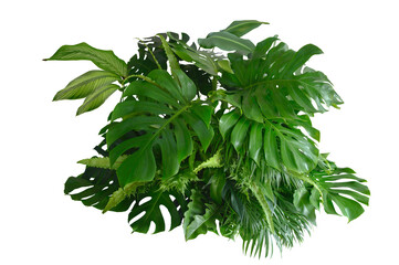 Tropical leaves of Asia isolated on transparent background .( monstera, palm, coconut leaf, fern, palm leaf,bananaleaf) PNG