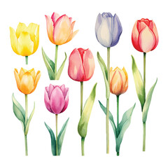 Obraz premium Cute Watercolor tulips