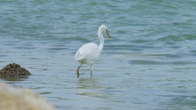 White bird wading and feeding in Sitra beach park