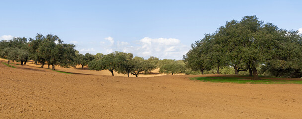 Cork oaks in autumn, on land plowed for cultivation
