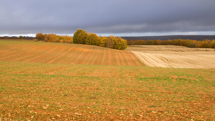 Autumn landscape of arable land plowed for cultivation and sown cereal, with autumnal grove and  horizon with oak forest