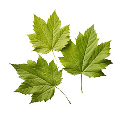 Fototapeta premium green young vine leaf isolated on transparent background