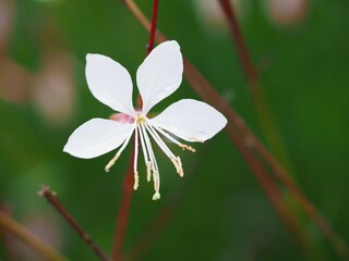 可憐な花　ガウラ
