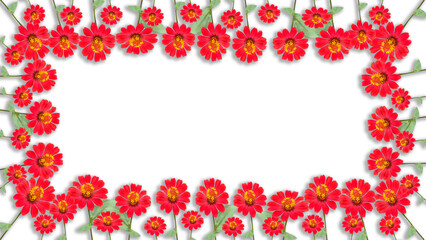 red zinnia flowers, isolated on transparent background