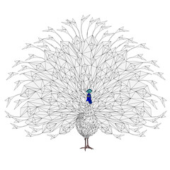 Peacock beauty tropical bird outline low-polygon  on a white background  watercolor  vector illustration editable hand drawn