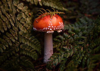 fly agaric in a blanket of ferns