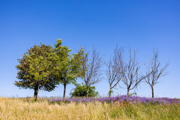 Landschaft bl&uuml;hende Wiese mit B&auml;umen