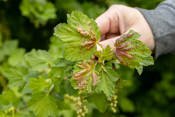 A hand holds red currant leaves infected with anthracnose fungus. Control of garden and vegetable...
