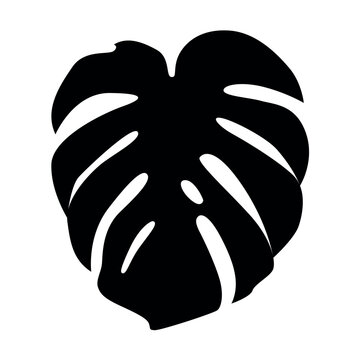Silhouette of a tropical plant. Monstera leaf. Black and white flat illustration. Botany