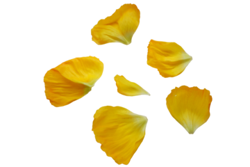 Yellow gradation color petals. Set of beautiful flower petals. Design elements. petals png.	
