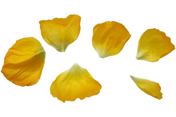Yellow gradation color petals. Set of beautiful flower petals. Design elements. petals png.	
