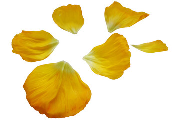 Yellow gradation color petals. Set of beautiful flower petals. Design elements. petals png.	
