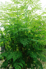Moringa tree leaf background. for health and diet programs