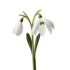 Snowbell flower isolated on transparent background