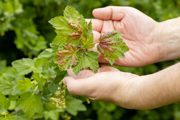 A hand holds red currant leaves infected with anthracnose fungus. Control of garden and vegetable pests. Gall aphids on leaves, red spots on green leaves.