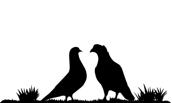 silhouette of a pair of pigeons
