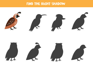 Find shadow of cute quail. Educational logical game for kids.