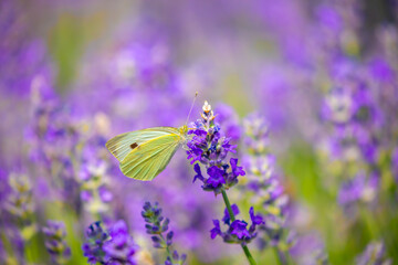 Butterflies on spring lavender flowers under sunlight. Beautiful landscape of nature with a panoramic view. Hi spring. long banner