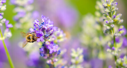 Spring lavender flowers under sunlight. Bees pollinate flowers and collect pollen. Lavender honey. Beautiful landscape of nature with a panoramic view. Hi spring. long banner