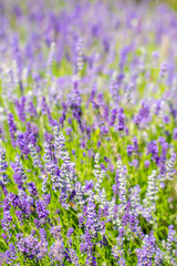 Fototapeta premium Spring lavender flowers under sunlight. Lilac flowers close up. Beautiful landscape of nature with a panoramic view. Hi spring. long banner