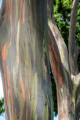 Rainbow Eucalyptus tree bark in oahu hawaii near dole plantation