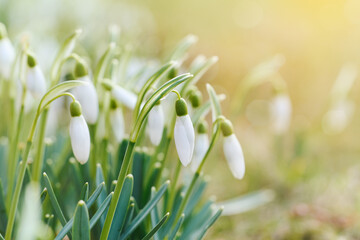 Spring snowdrops flower. Bright natural background with sunny reflection. - 724697276
