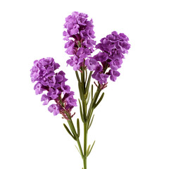 Statice flower isolated on transparent background
