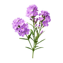 Fototapeta premium Statice flower isolated on transparent background