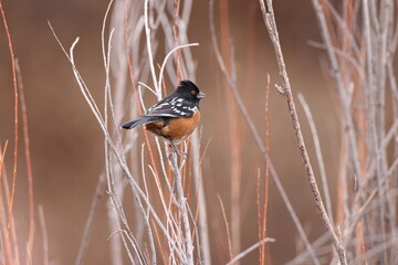 Spotted towhee, Bosque del Apache National Wildlife Refuge, New Mexico,USA