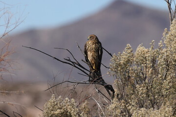 Northern Harrier , Hawk, Bosque del Apache,wildlife reserve , New Mexico,USA