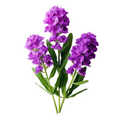 Fototapeta premium Statice flower isolated on transparent background