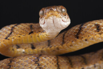 Portrait of a Brown Tree Snake against a black background
