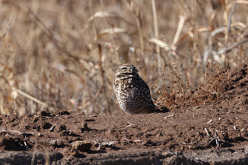  Burrowing Owl (Athene cunicularia)  Bosque del Apache,wildlife reserve , New Mexico,USA