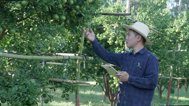 Asian handsome young man farmer orange, The gardeners are checking oranges in farm agriculture area in chiang mai pha daeng Thailand, orange garden.