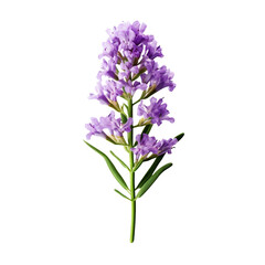 Fototapeta premium Statice flower isolated on transparent background