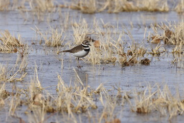 Killdeer Bosque del Apache National Wildlife Refuge New Mexico USA