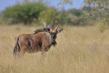 Streifengnu / Blue wildebeest / Connochaetes taurinus......Streifengnu / Blue wildebeest / Connochaetes taurinus.