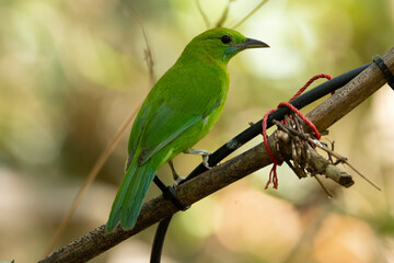 Female Blue-winged Leafbird perched on a branch.